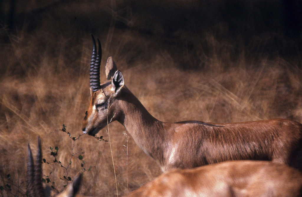 26 Fun And Interesting Facts About Gazelles - Tons Of Facts