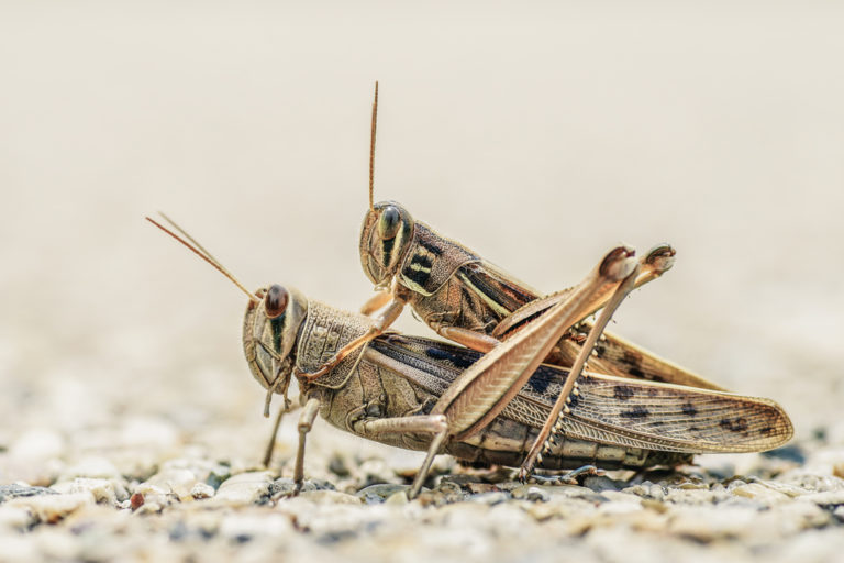 28 Interesting And Weird Facts About Grasshoppers - Tons Of Facts