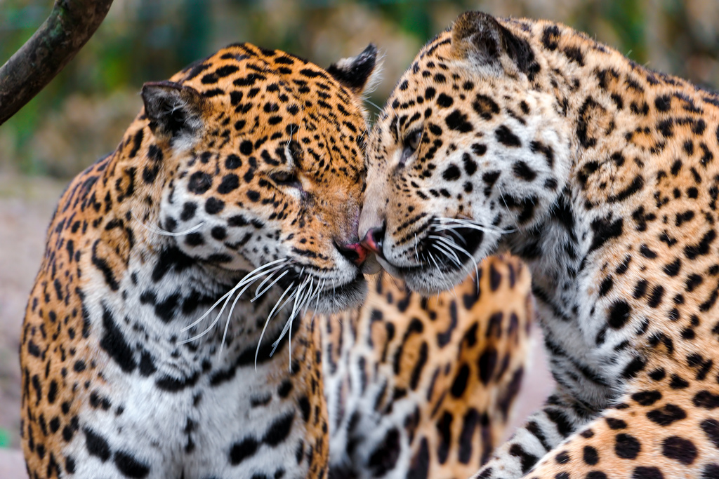 27 Fascinating And Interesting Facts About Jaguars Tons Of Facts