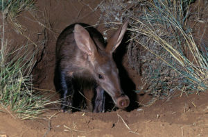 30 Fun And Weird Facts About Aardvarks - Tons Of Facts