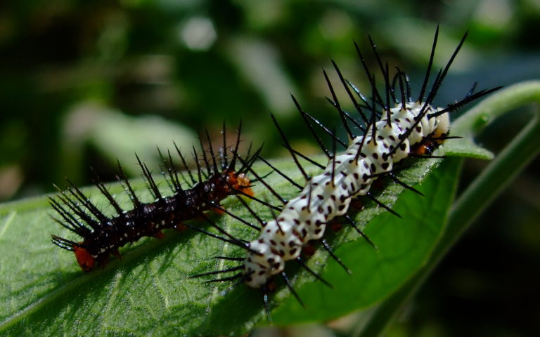 22 Weird And Awesome Facts About Caterpillars - Tons Of Facts