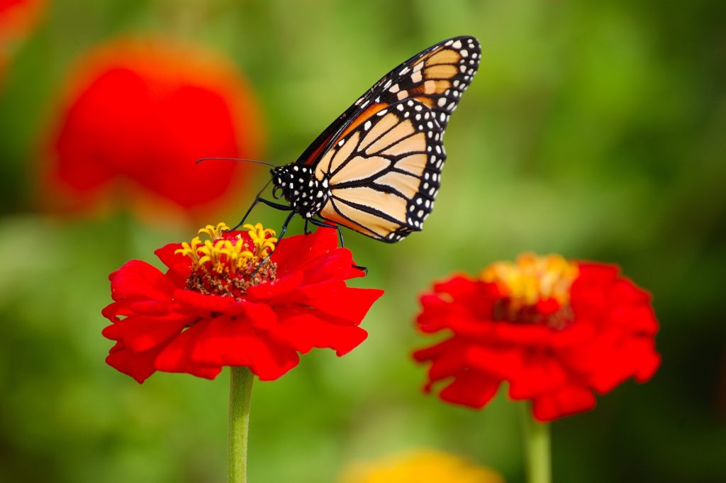 24-fun-and-interesting-facts-about-butterflies-tons-of-facts