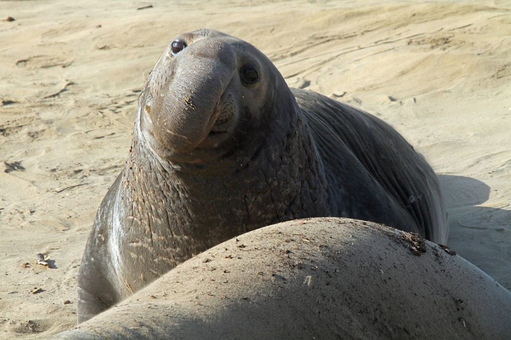 25 Fun And Weird Facts About Elephant Seals - Tons Of Facts