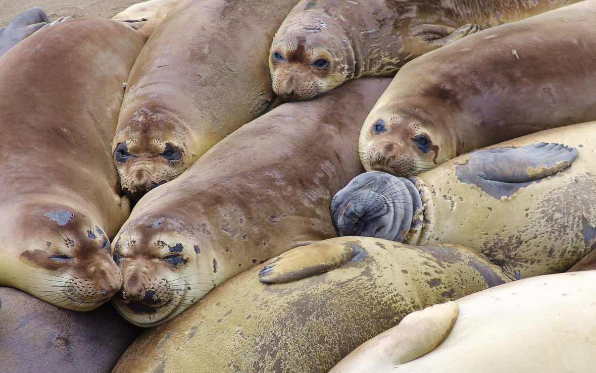 25 Fun And Weird Facts About Elephant Seals - Tons Of Facts