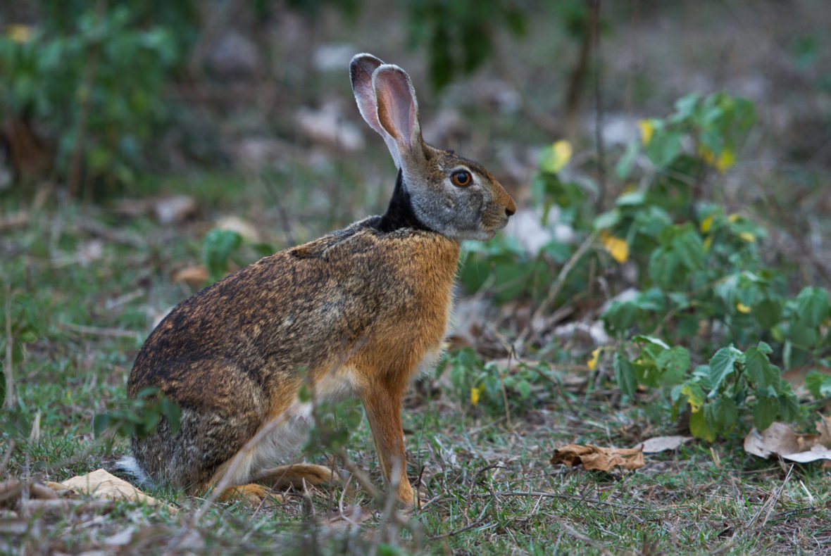 27 Fun And Interesting Facts About Hares - Tons Of Facts