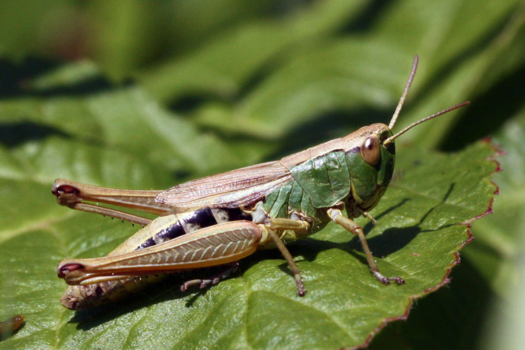 28 Interesting And Weird Facts About Grasshoppers Tons Of Facts