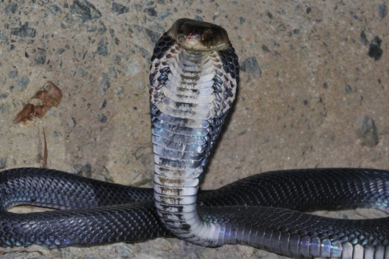 27 Fun And Interesting Facts About Cobras - Tons Of Facts