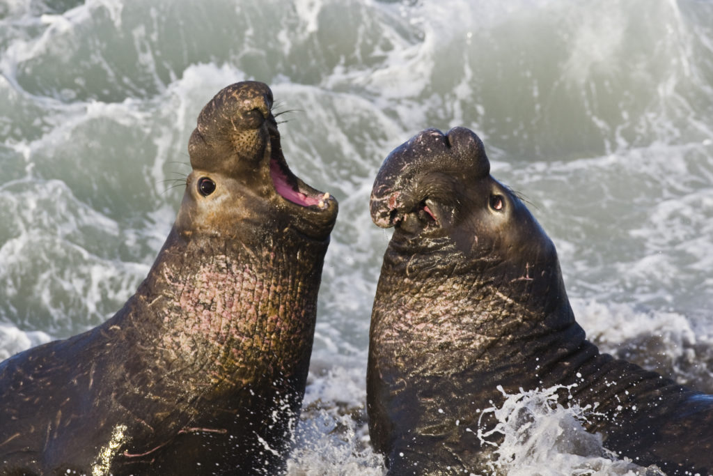 25 Fun And Weird Facts About Elephant Seals - Tons Of Facts