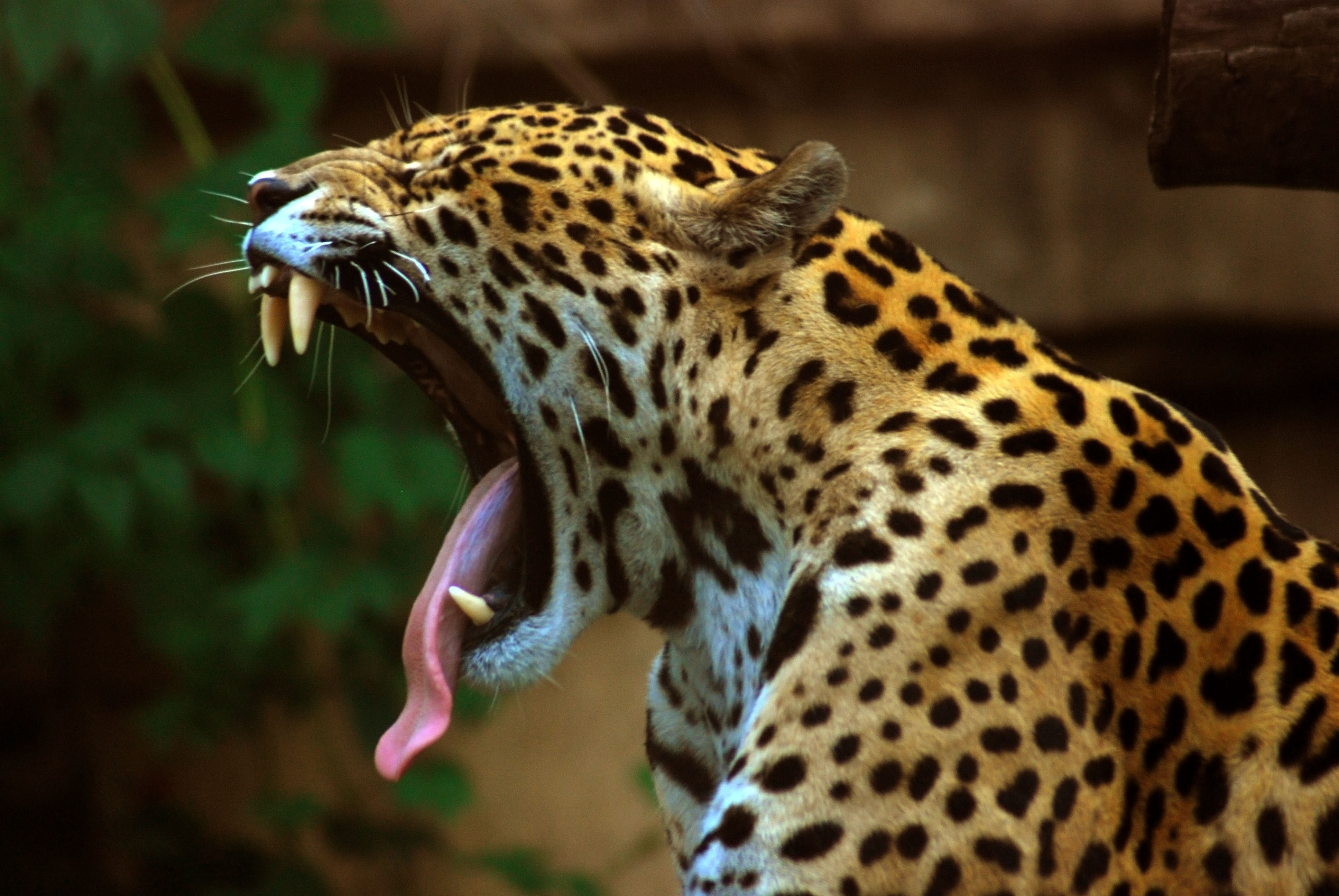 27 Fascinating And Interesting Facts About Jaguars Tons Of Facts