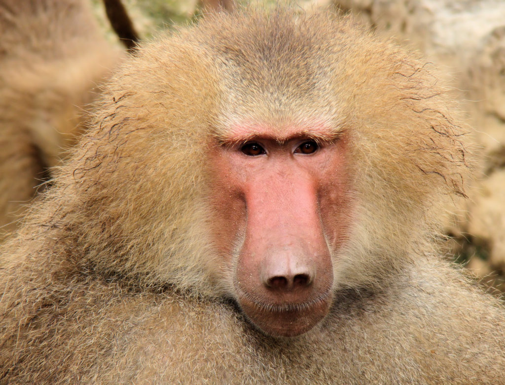 25 Interesting And Fun Facts About Baboons - Tons Of Facts