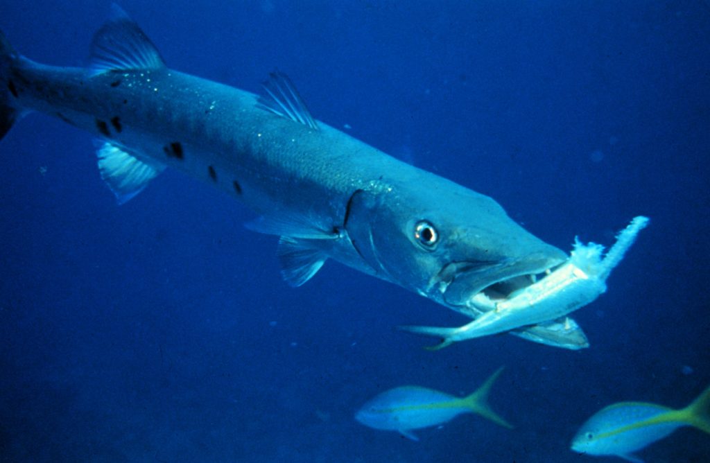  A barracuda fish is shown with a smaller fish in its mouth, symbolizing Barracuda XDR AI's ability to detect and respond to suspicious login patterns.