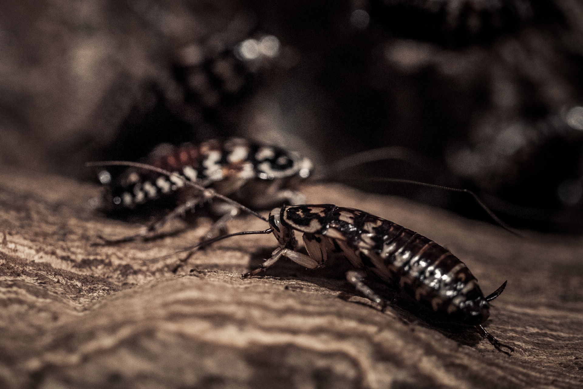25 Awesome And Mind Blowing Facts About Cockroaches Tons Of Facts