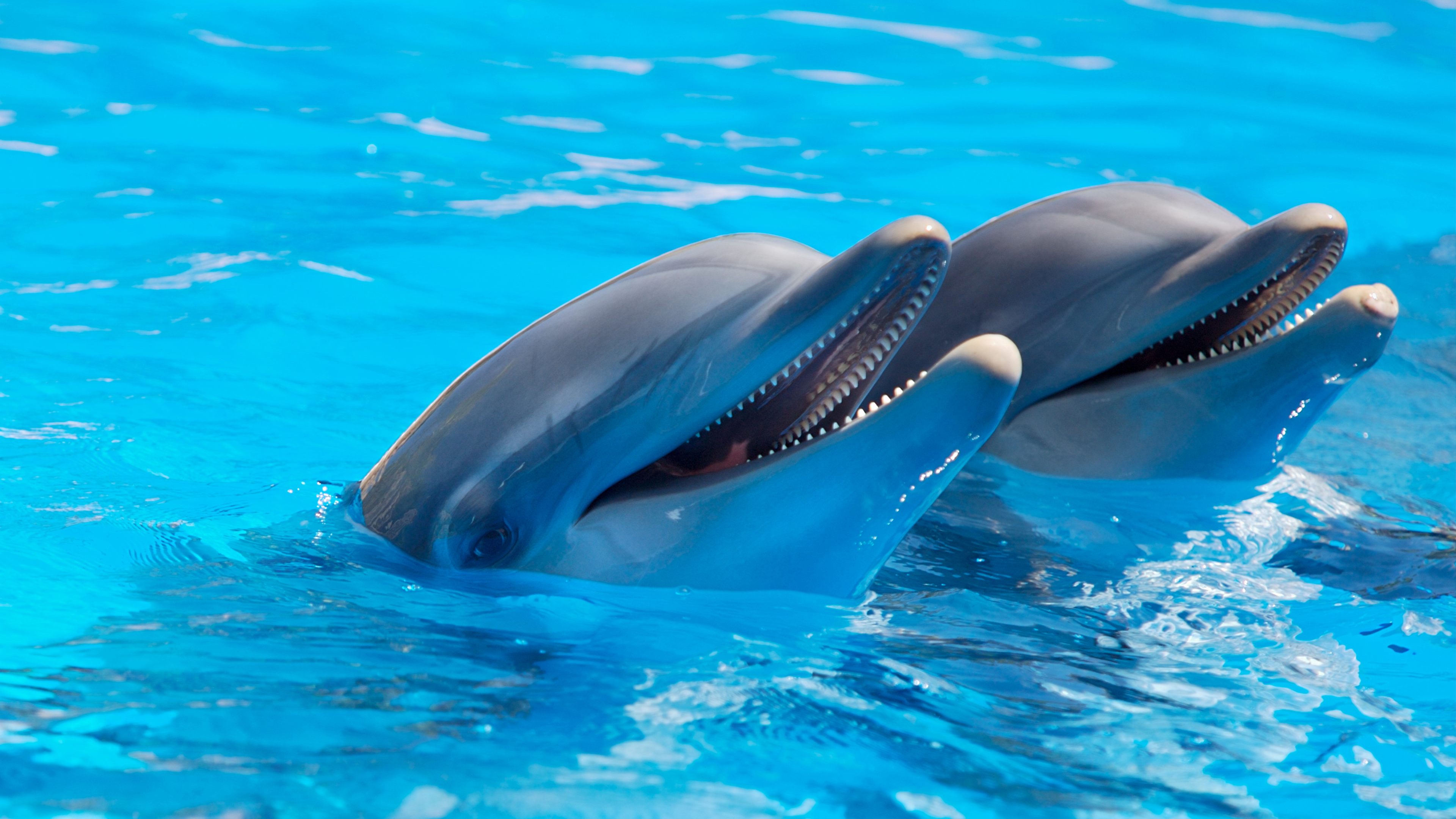 27 Interesting And Weird Facts About Dolphins Tons Of Facts