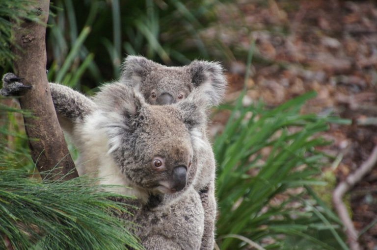 kristie koala fur real