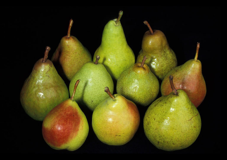 25 Fun And Fascinating Facts About Pears Tons Of Facts 