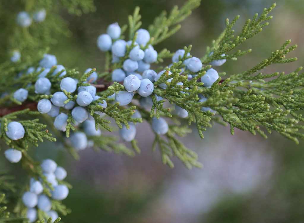 23 Interesting And Fascinating Facts About Juniper Berries Tons Of Facts