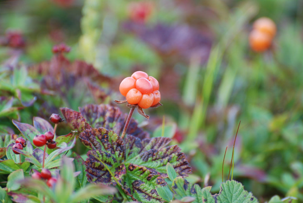 24-interesting-and-fascinating-facts-about-cloudberries-tons-of-facts