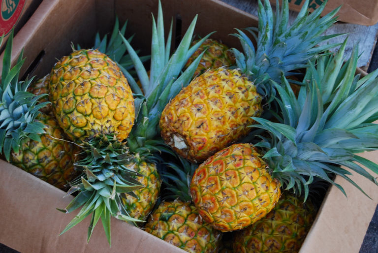 26 Fun And Interesting Facts About Pineapples - Tons Of Facts