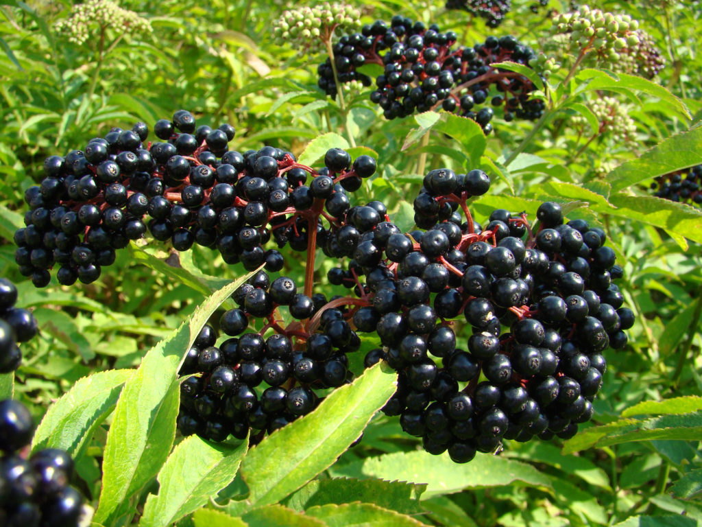 24 Fun And Interesting Facts About Elderberry Tons Of Facts