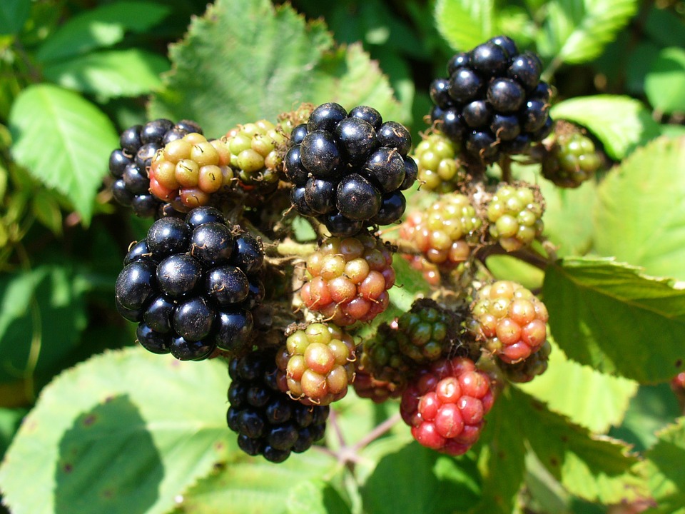 26-fun-and-fascinating-facts-about-blackberries-tons-of-facts