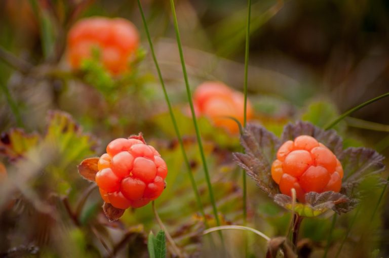 24-interesting-and-fascinating-facts-about-cloudberries-tons-of-facts