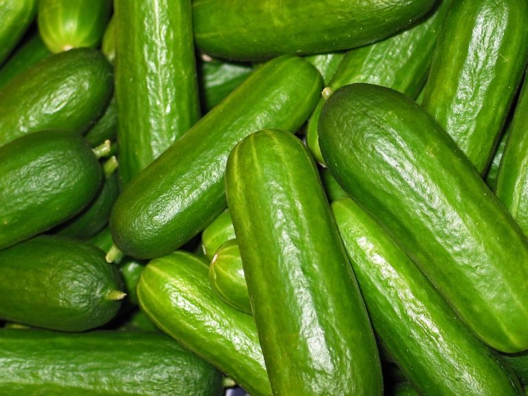 27 Fun And Interesting Facts About Cucumbers - Tons Of Facts