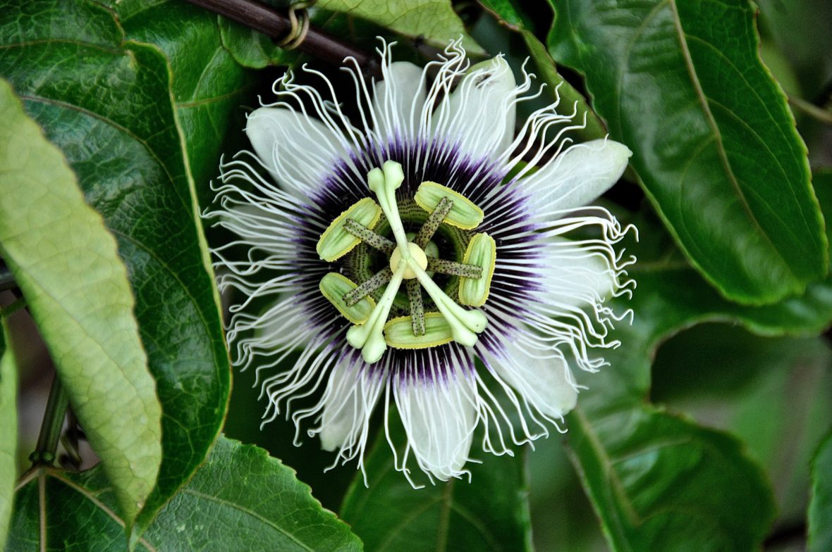 23 Fun And Interesting Facts About Passionfruit Tons Of Facts