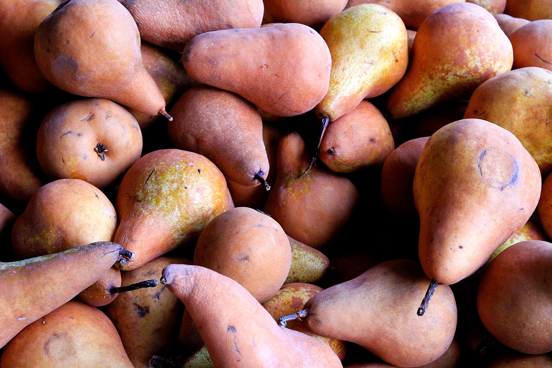 25-fun-and-fascinating-facts-about-pears-tons-of-facts