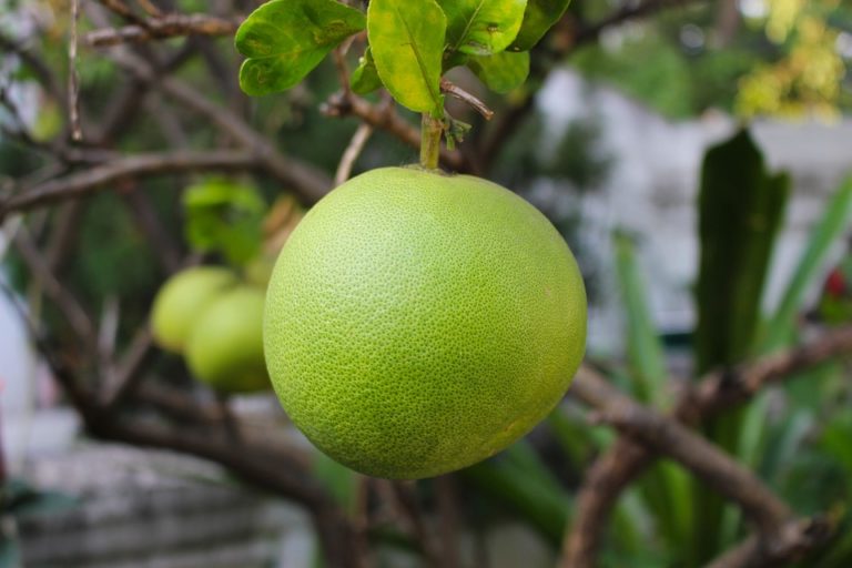 how-to-make-grapefruit-juice-less-bitter