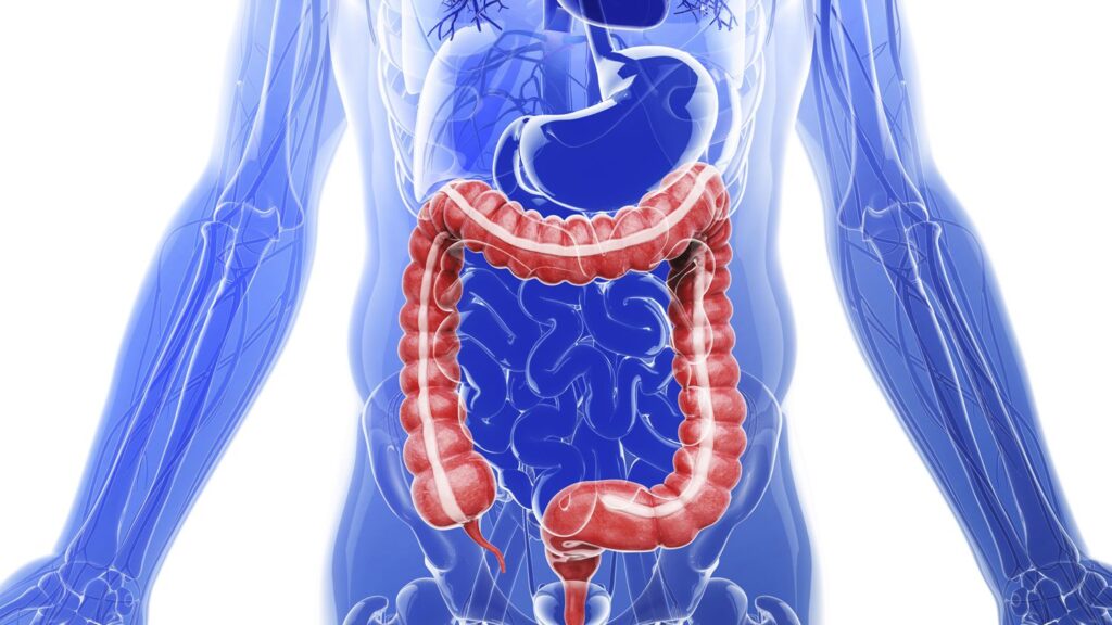 10 Awesome And Fun Facts About The Digestive System Tons Of Facts 0522